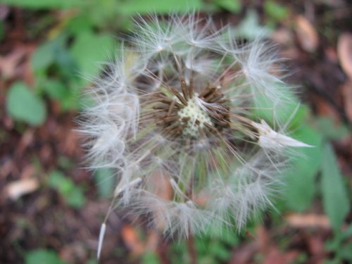 Common Dandelion (Taraxacum officinale)