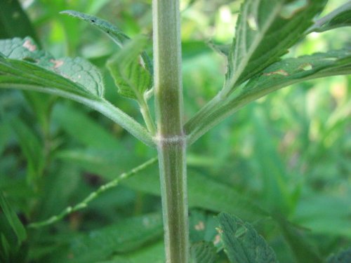 Germander (Teucrium canadense)