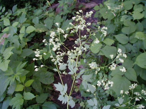 Purple Meadowrue (Thalictrum dasycarpum)