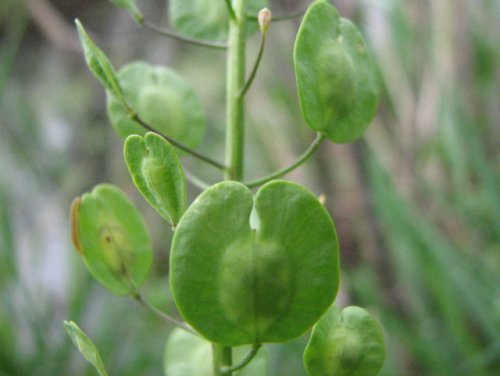 Field Pennycress (Thlaspi arvense)