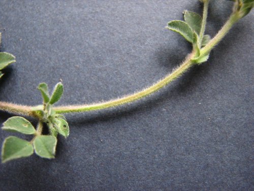 Little Medic (Medicago minima)