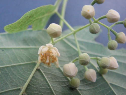 American Basswood (Tilia americana)