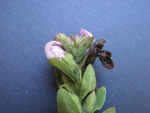 Earleaf Foxglove (Tomanthera auriculata)