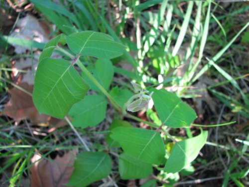 Poison Ivy (Toxicodendron radicans)