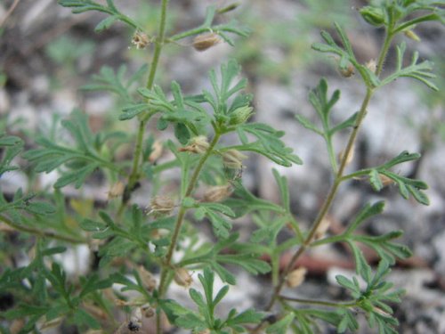 Narrowleaf Paleseed (Leucospora multifida)