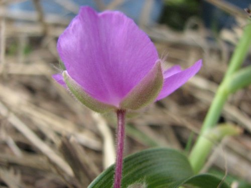 Bracted Spiderwort (Tradescantia bracteata)