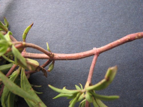 False Pennyroyal (Trichostema brachiatum)