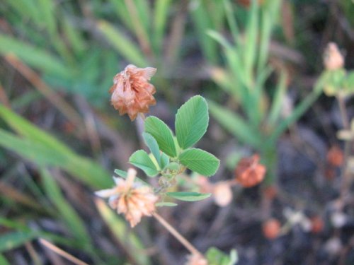 Hop Clover (Trifolium campestre)