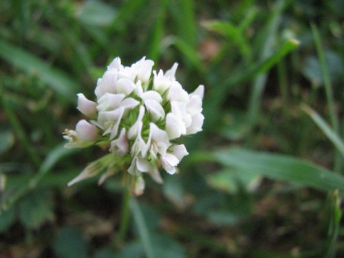 White Clover (Trifolium repens)