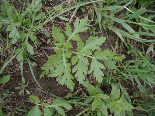 Prairie Parsley (Polytaenia nuttallii)