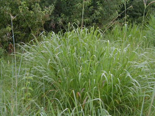 Gama Grass (Tripsacum dactyloides)