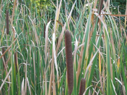 Narrowleaf Cattail (Typha angustifolia)