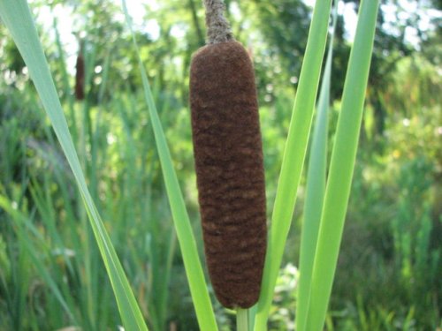 Broadleaf Cattail (Typha latifolia)