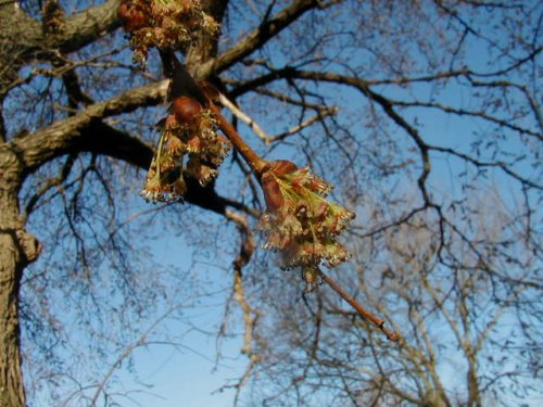 American Elm (Ulmus americana)