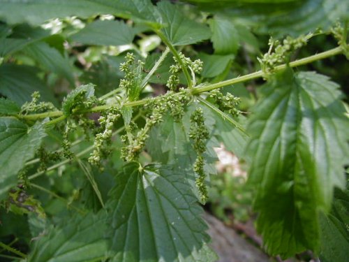 Stinging Nettle (Urtica dioica)