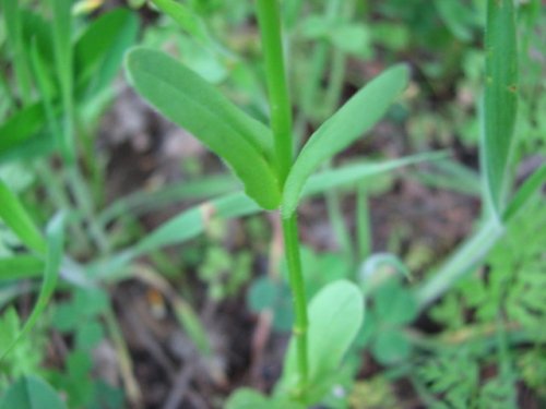 Beaked Cornsalad (Valerianella radiata)