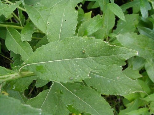 Wingstem (Verbesina alternifolia)