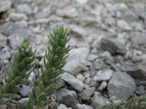 Bigbract Verbena (Verbena bracteata)