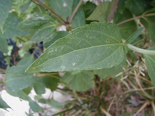 False Sunflower (Heliopsis helianthoides)