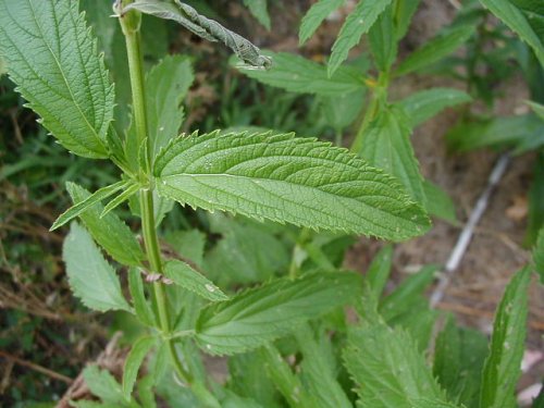 Blue Verbena (Verbena hastata)