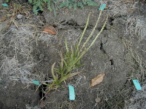 Narrowleaf Verbena (Verbena simplex)