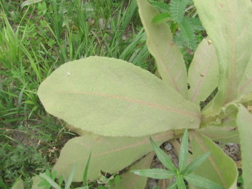 Common Mullein (Verbascum thapsus)