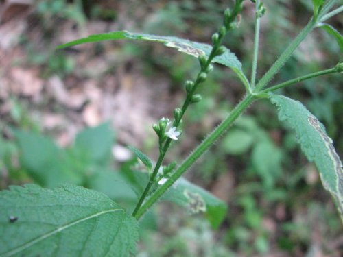 White Verbena (Verbena urticifolia)