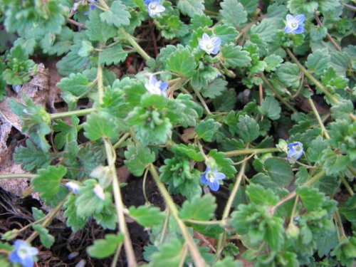 Wayside Speedwell (Veronica polita)