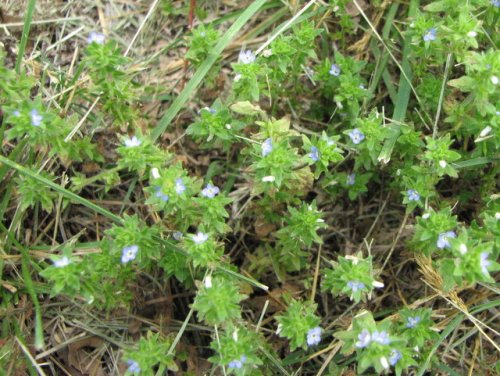 Corn Speedwell (Veronica arvensis)