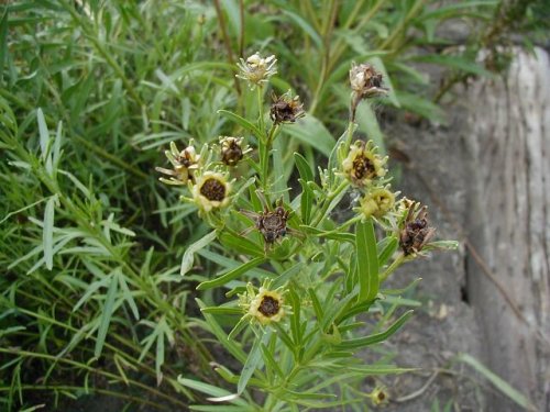 Finger Coreopsis (Coreopsis palmata)