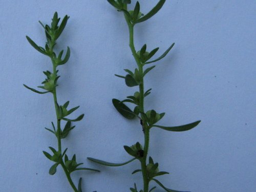 Purslane Speedwell (Veronica peregrina)