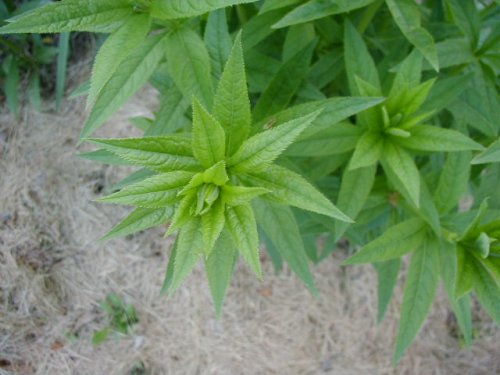 Culver's Root (Veronicastrum virginicum)