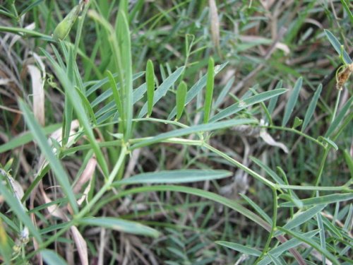 American Vetch (Vicia americana)