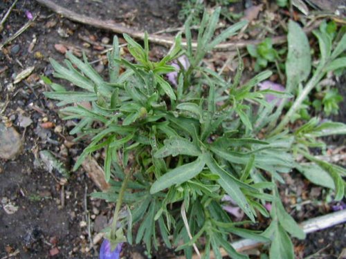 Prairie Violet (Viola pedatifida)