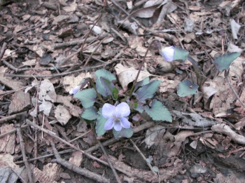 Common Blue Violet (Viola sororia)