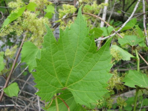 Riverbank Grape (Vitis riparia)