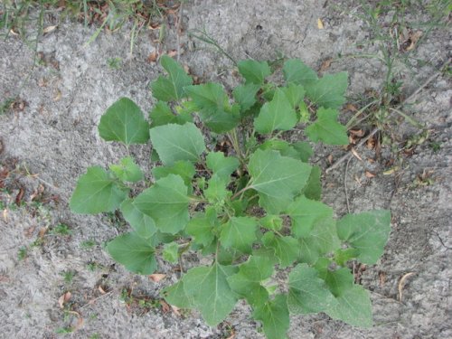 Cocklebur (Xanthium strumarium)