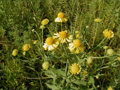 Sneezeweed (Helenium autumnale)