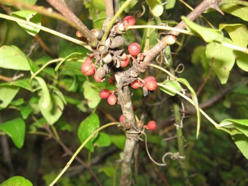 Prickly Ash (Zanthoxylum americanum)