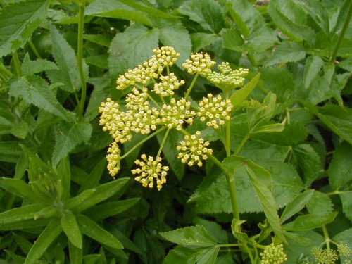 Golden Alexanders (Zizia aurea)