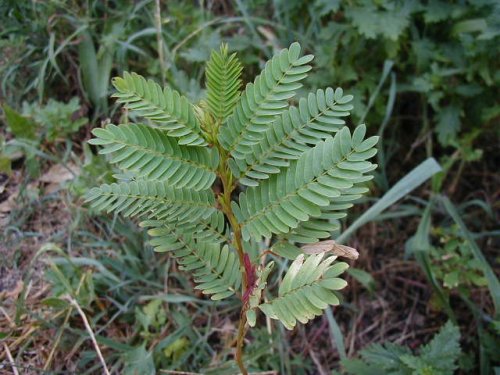 Partridge Pea (Chamaecrista fasciculata)