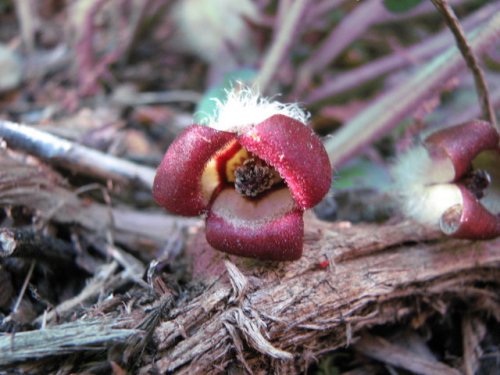 Canada Wild Ginger (Asarum canadense)