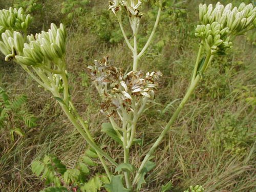 Pale Indian Plantain (Arnoglossum atriplicifolium)