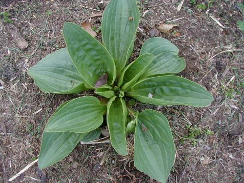 Tuberous Indian Plantain (Arnoglossum plantagineum)