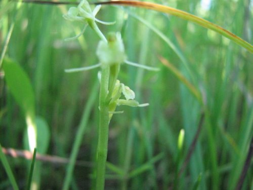 Loesel's twayblade (Liparis loeselii)