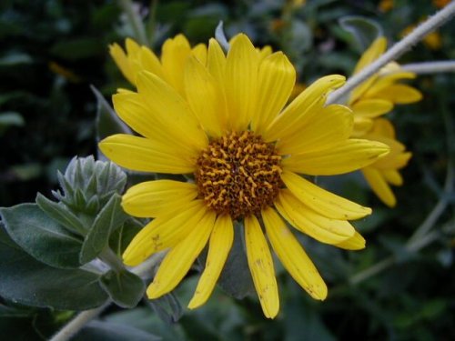 Ashy Sunflower (Helianthus mollis)