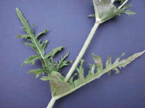 Cut Leaf Teasel (Dipsacus laciniatus)