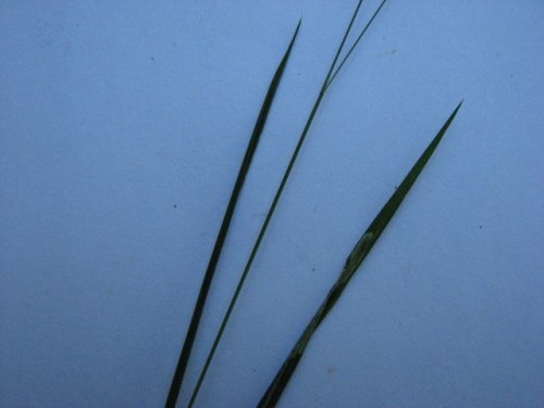 Nodding Fescue (Festuca subverticillata)