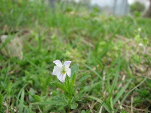 Johny Jump Up (Viola bicolor)