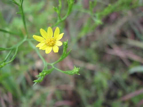 Prairie Broomweed (Amphiachyris dracunculoides)